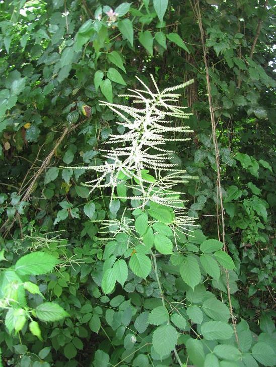 Aruncus dioicus / Barba di capra